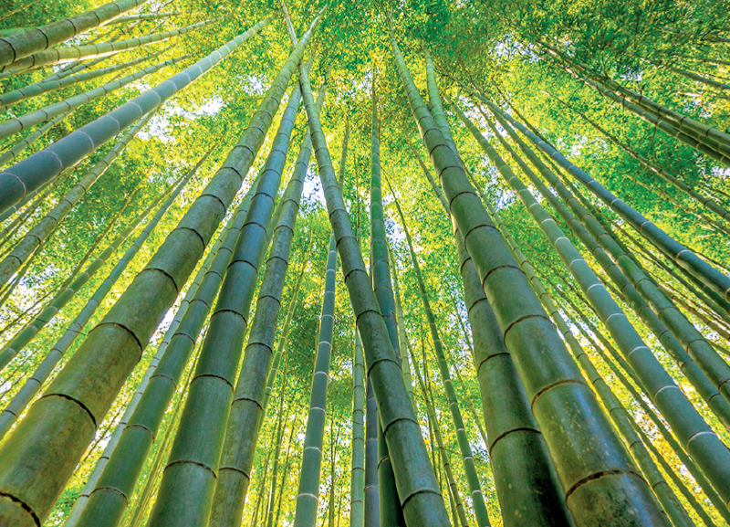 World’s Tallest Bamboo Tower tomo